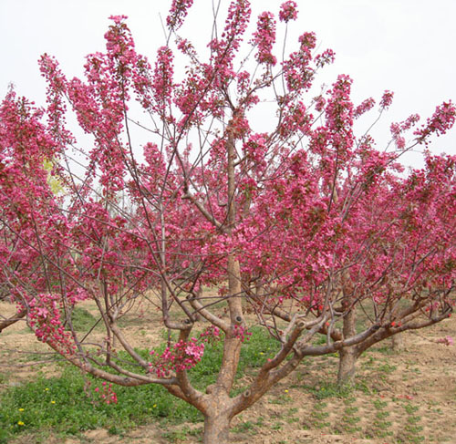 草莓果冻海棠