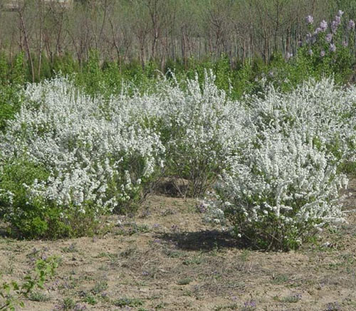 珍珠绣线菊