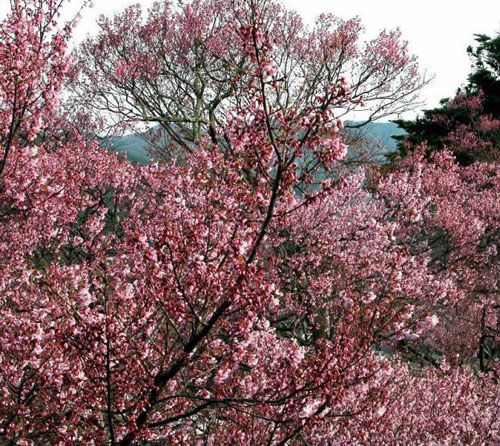 日本樱花